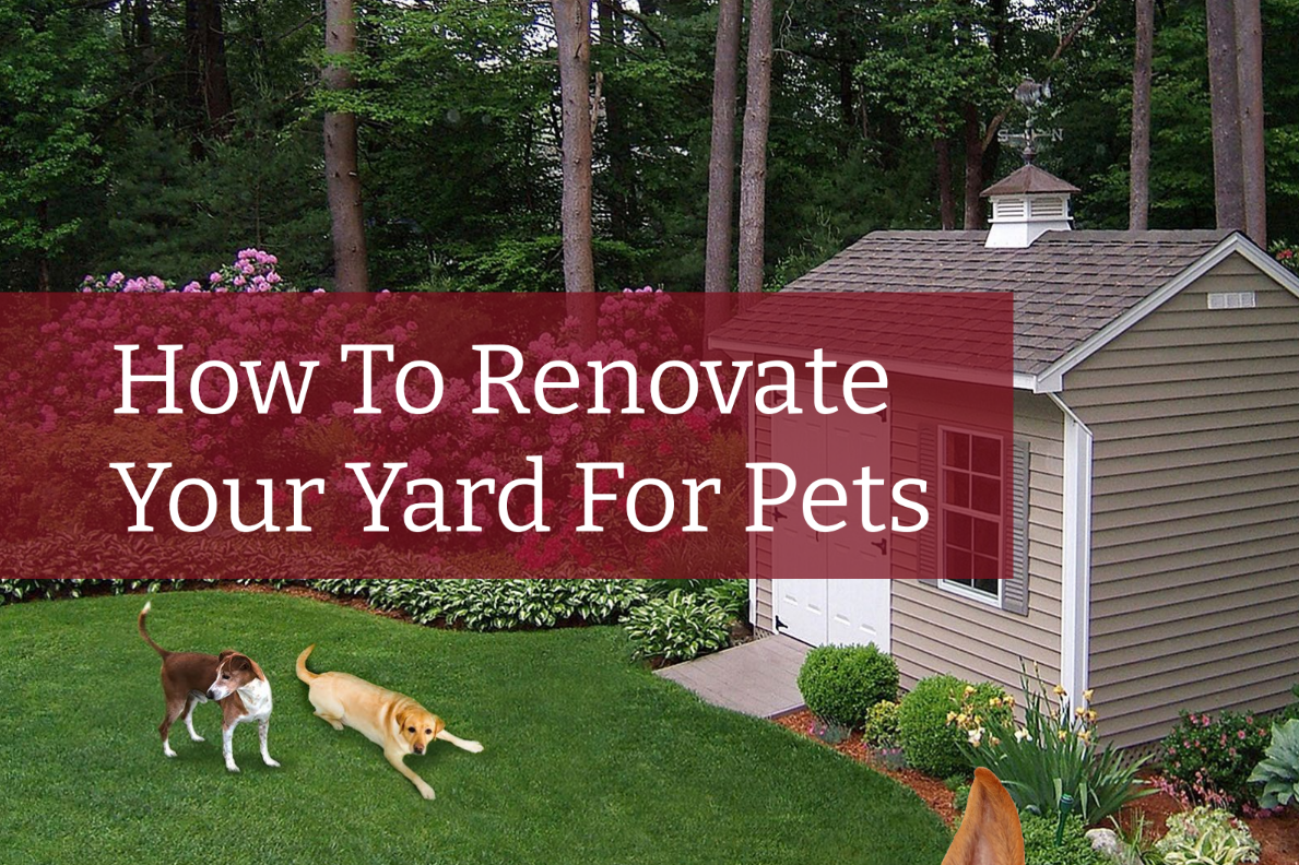 Creating the Ultimate Pet Paradise: Renovating Your Backyard for Furry